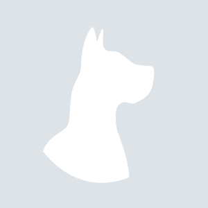 Цвергшнауцер черного окраса порода собак фото